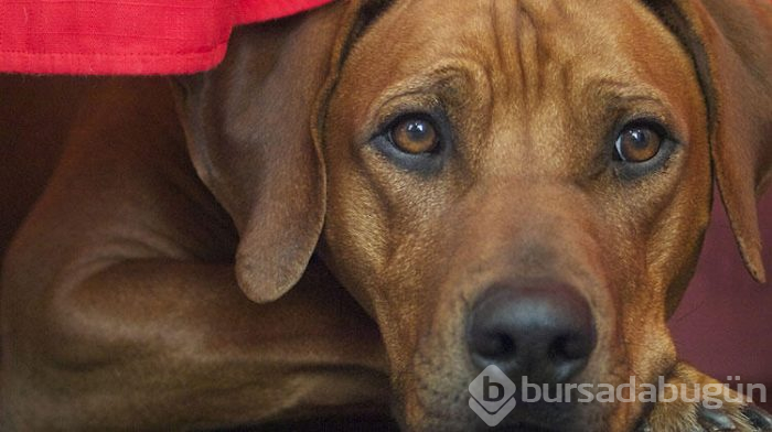 Dostunuz olacak 6 köpek cinsi