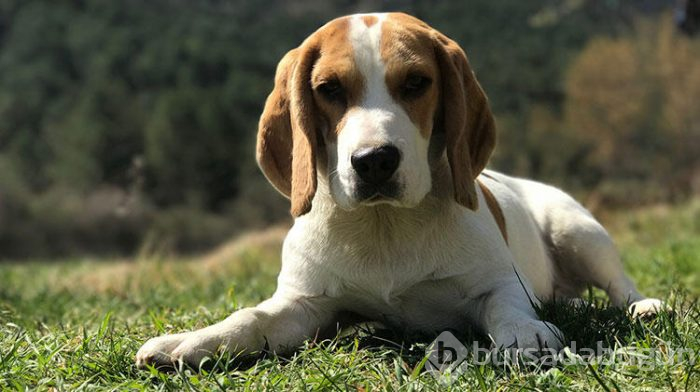 Dostunuz olacak 6 köpek cinsi