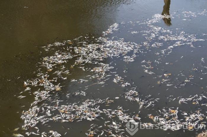Bursa'da binlerce balık ölüyor!