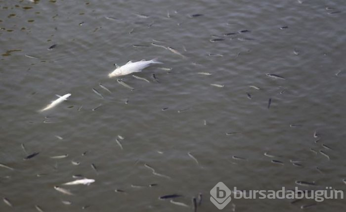 Bursa'da binlerce balık ölüyor!