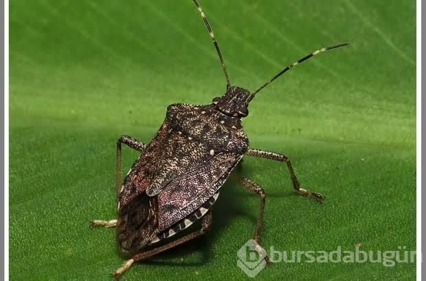 Karadeniz Bölgesi'ni istila ediyor