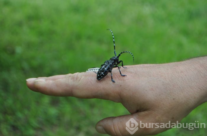 Karadeniz Bölgesi'ni istila ediyor