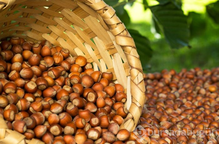 Karadeniz Bölgesi'ni istila ediyor