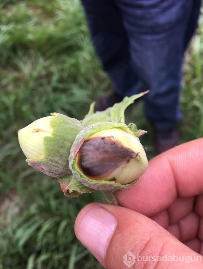 Karadeniz Bölgesi'ni istila ediyor