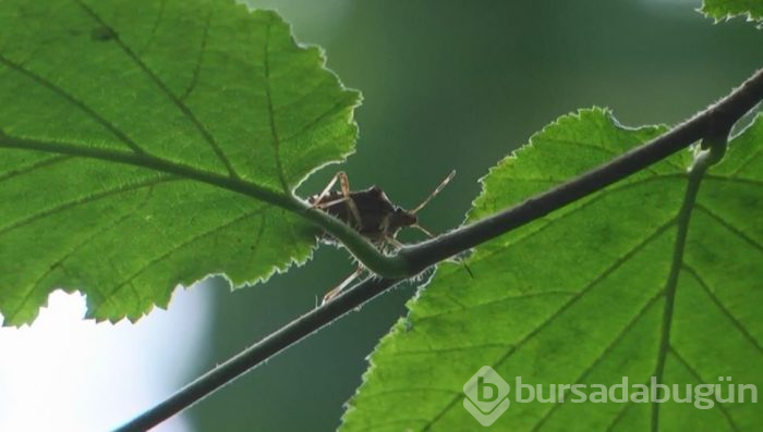 Karadeniz Bölgesi'ni istila ediyor