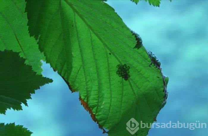 Karadeniz Bölgesi'ni istila ediyor