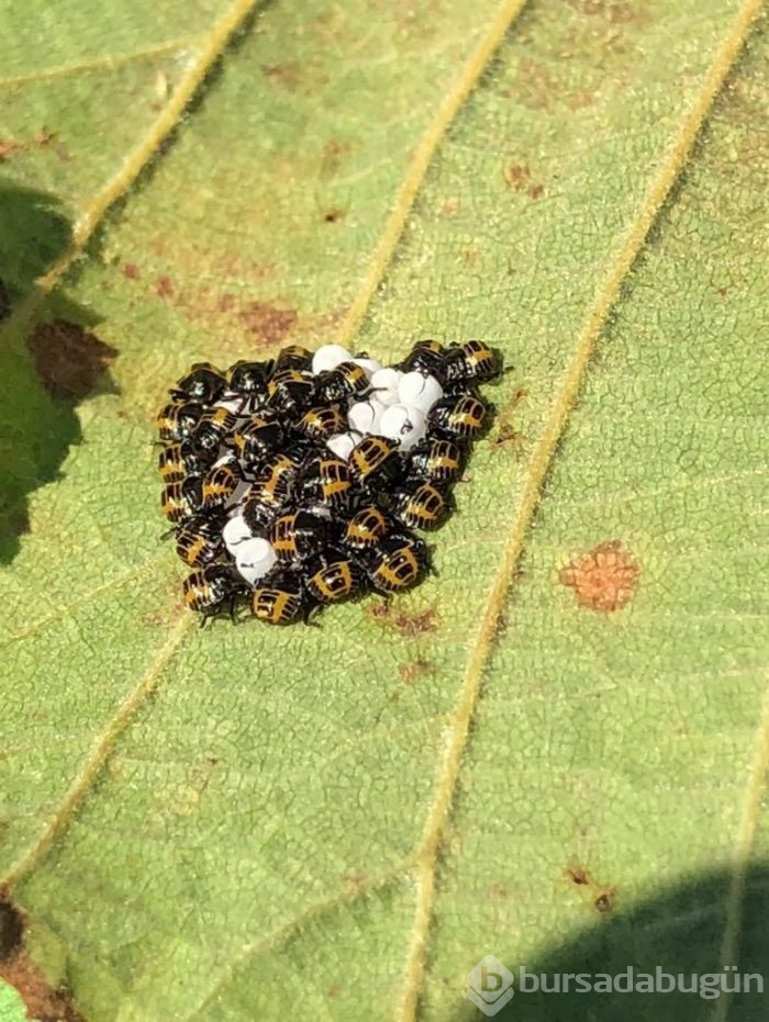Karadeniz Bölgesi'ni istila ediyor