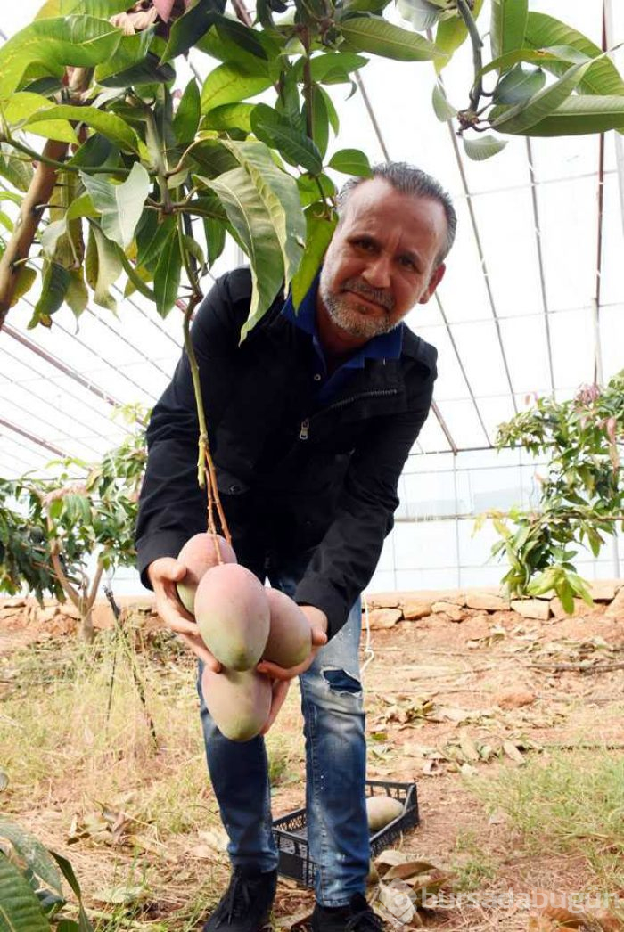 Tanesi 50 liraya satılıyor