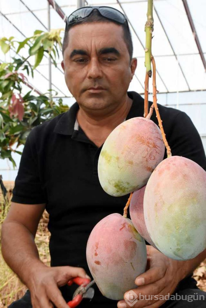 Tanesi 50 liraya satılıyor