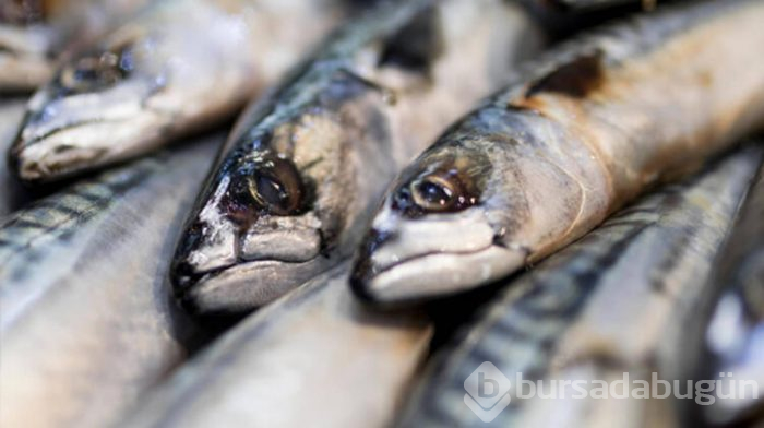 En fazla omega 3 içeren balık uskumru!