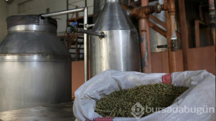 Açıkta satılan kekikler için 'Cesettir' dedi!