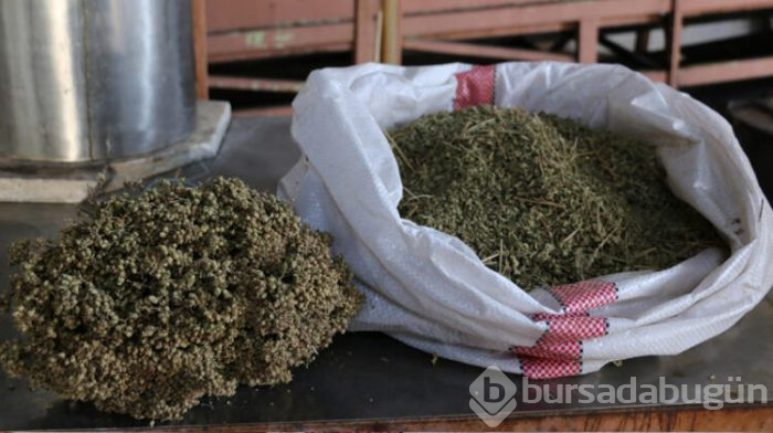 Açıkta satılan kekikler için 'Cesettir' dedi!