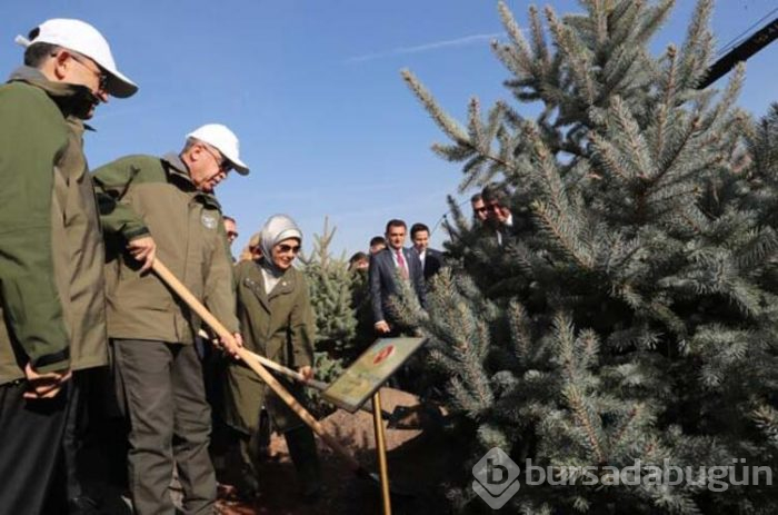 Cumhurbaşkanı Recep Tayyip Erdoğan fidan dikti!