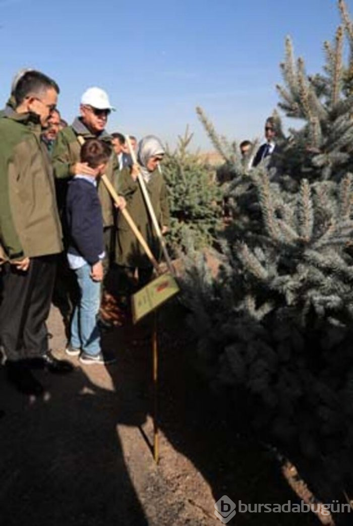 Cumhurbaşkanı Recep Tayyip Erdoğan fidan dikti!