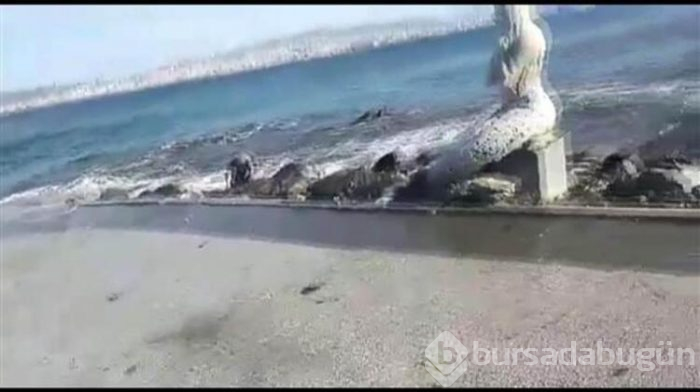 Büyükada'da dalga paniği