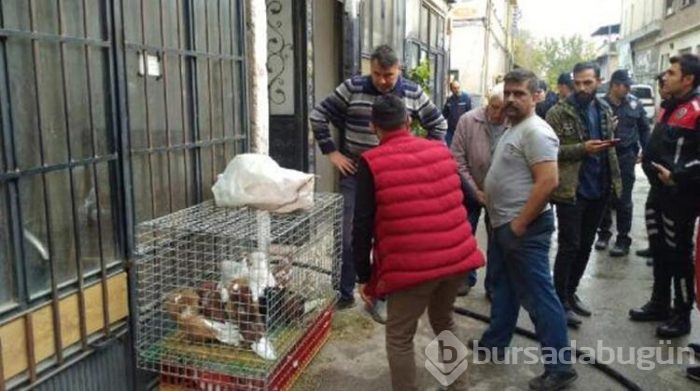 Bursa'da çıkan yangında güvercin ve tavuklar için seferber oldular!
