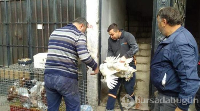 Bursa'da çıkan yangında güvercin ve tavuklar için seferber oldular!