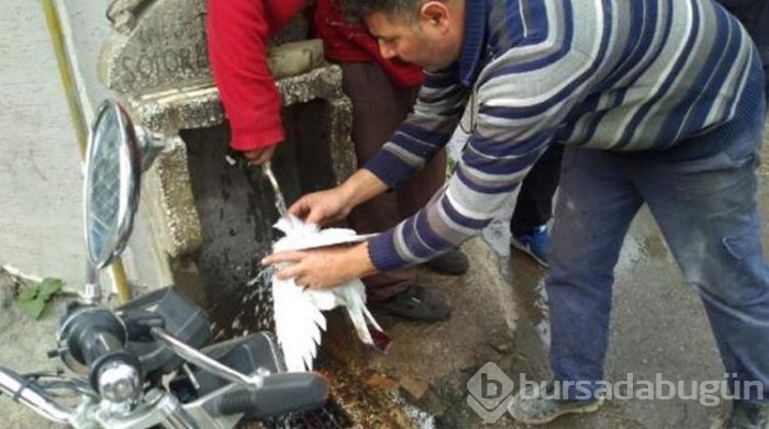 Bursa'da çıkan yangında güvercin ve tavuklar için seferber oldular!