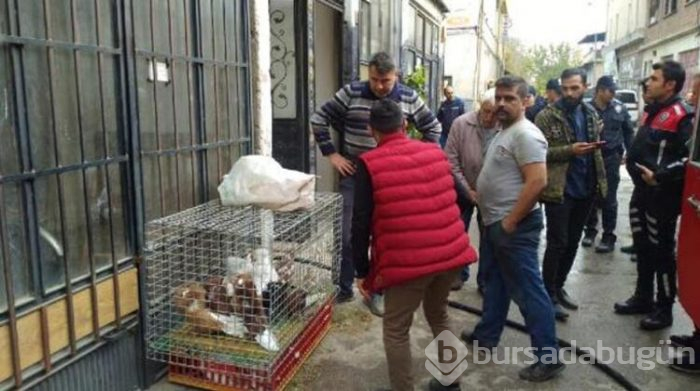 Bursa'da çıkan yangında güvercin ve tavuklar için seferber oldular!