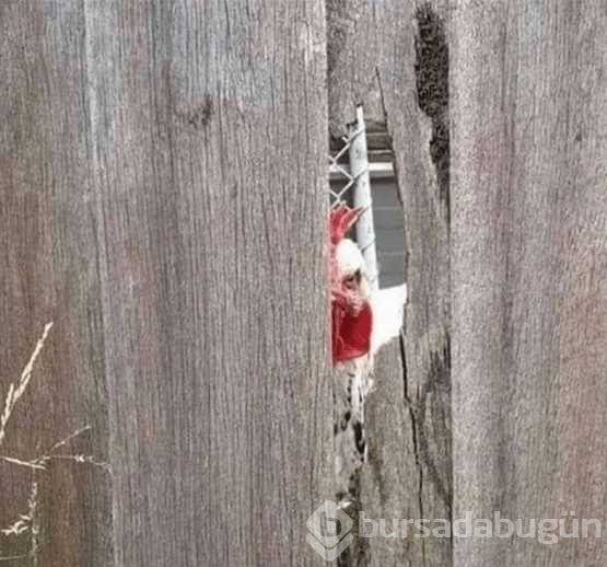 Hayvanların korkutucu anları