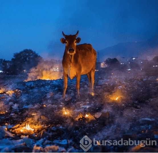 Hayvanların korkutucu anları