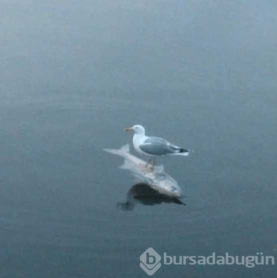 Hayvanların korkutucu anları