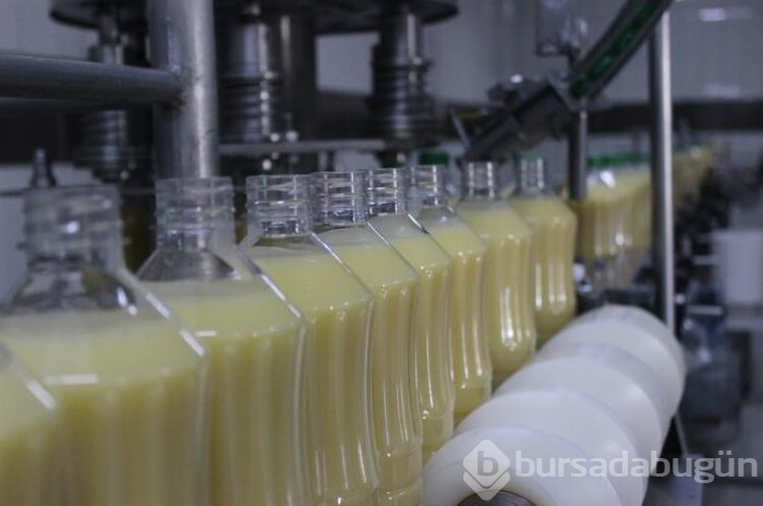 Bursa'da bozanın meyvelisini ürettiler