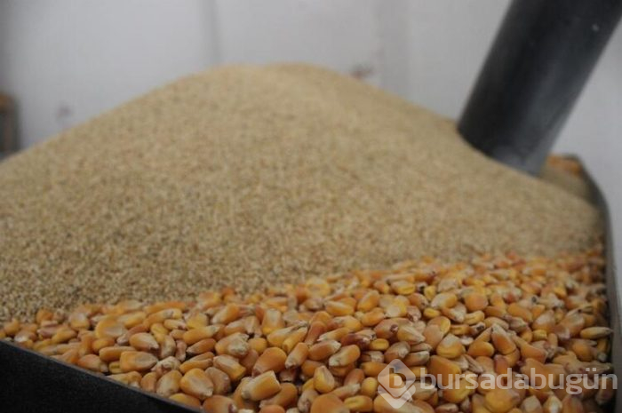 Bursa'da bozanın meyvelisini ürettiler