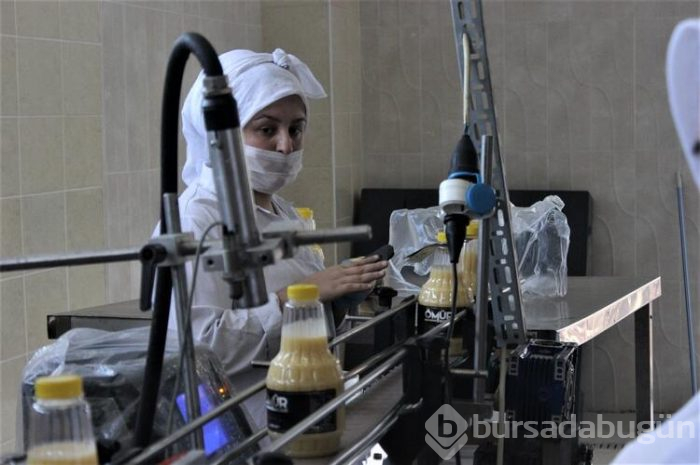 Bursa'da bozanın meyvelisini ürettiler