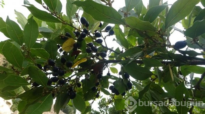 Hatay'dan Asya ve Avrupa ülkelerine defne yaprağı gönderiliyor!