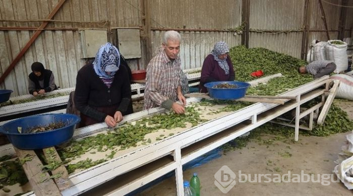 Hatay'dan Asya ve Avrupa ülkelerine defne yaprağı gönderiliyor!
