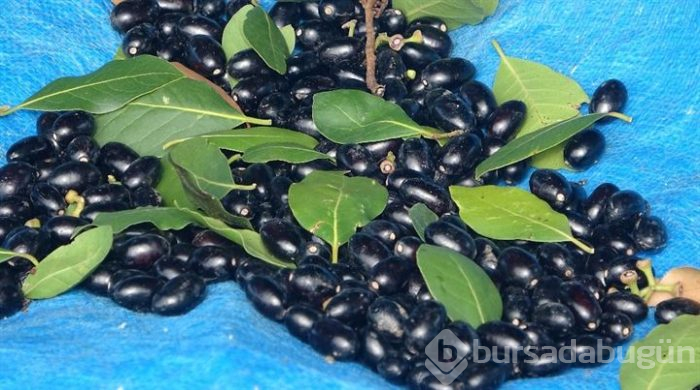 Hatay'dan Asya ve Avrupa ülkelerine defne yaprağı gönderiliyor!
