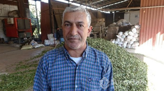 Hatay'dan Asya ve Avrupa ülkelerine defne yaprağı gönderiliyor!