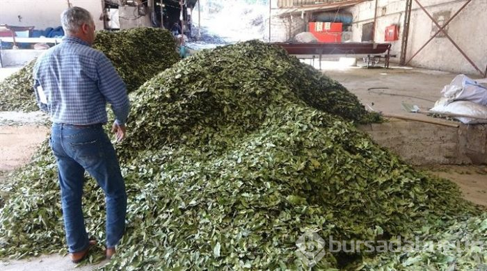 Hatay'dan Asya ve Avrupa ülkelerine defne yaprağı gönderiliyor!