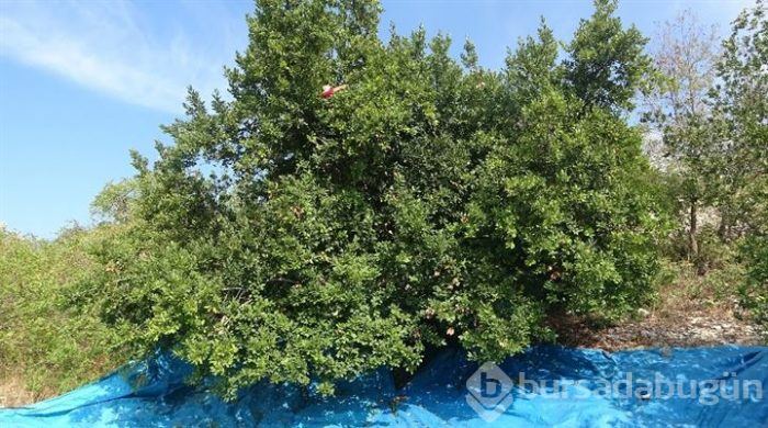 Hatay'dan Asya ve Avrupa ülkelerine defne yaprağı gönderiliyor!