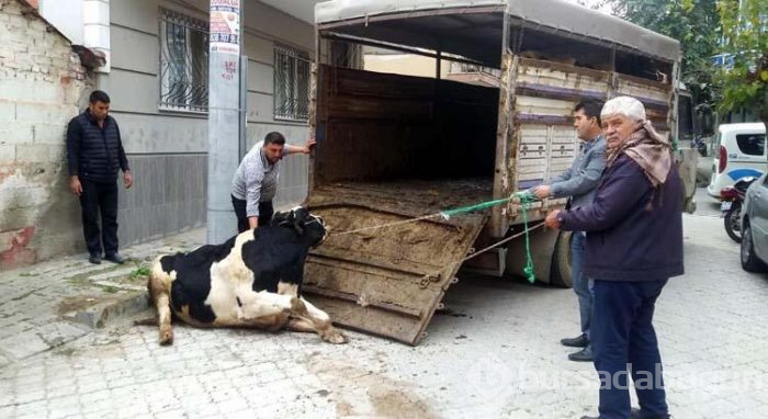 Evinde beslediği hayvanların tahliyesi için gelen polisleri bıçakla yaraladı
