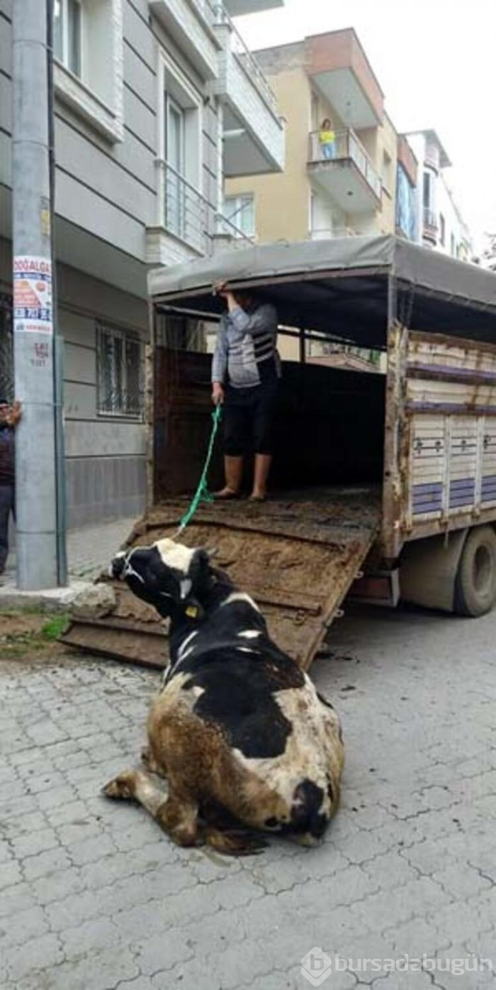 Evinde beslediği hayvanların tahliyesi için gelen polisleri bıçakla yaraladı
