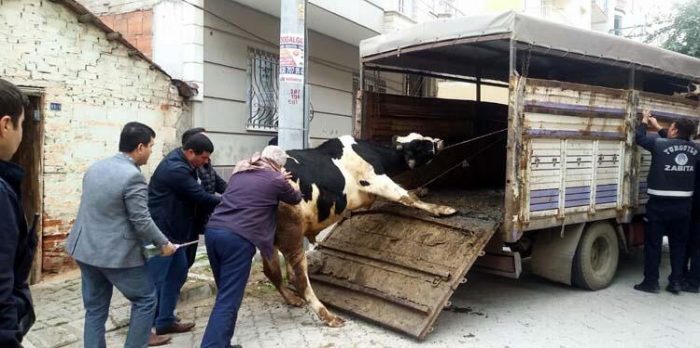 Evinde beslediği hayvanların tahliyesi için gelen polisleri bıçakla yaraladı
