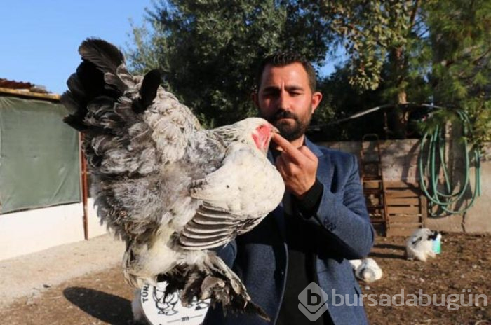 Tavuklar için işini bıraktı... Şimdi para basıyor!