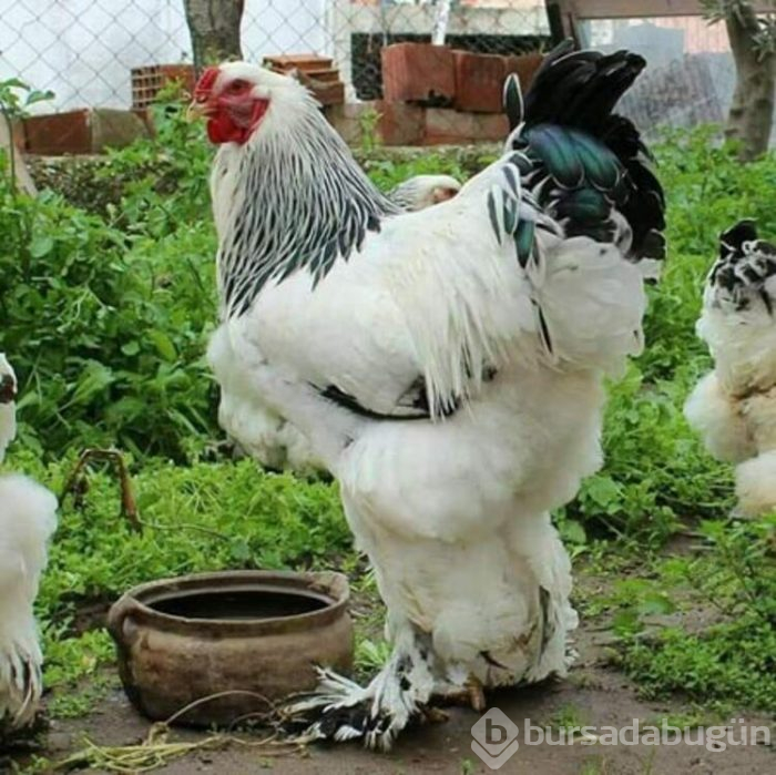Tavuklar için işini bıraktı... Şimdi para basıyor!
