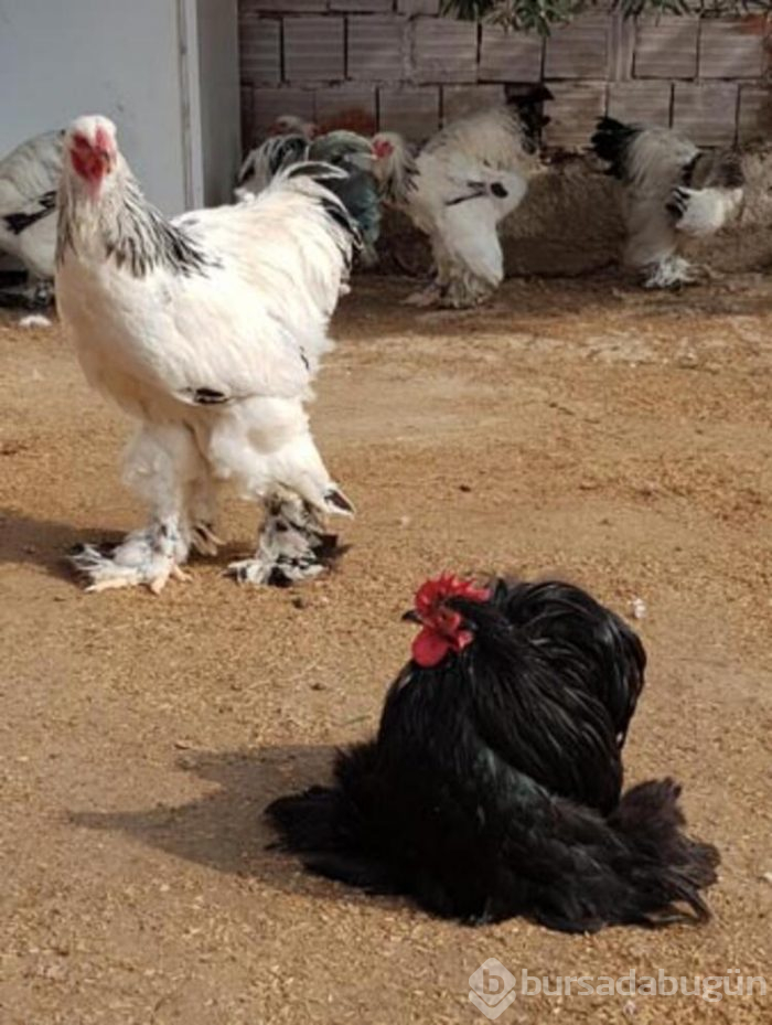 Tavuklar için işini bıraktı... Şimdi para basıyor!