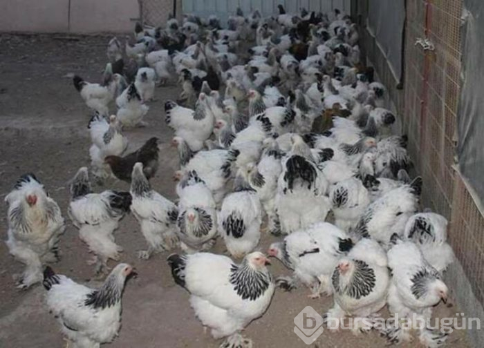 Tavuklar için işini bıraktı... Şimdi para basıyor!