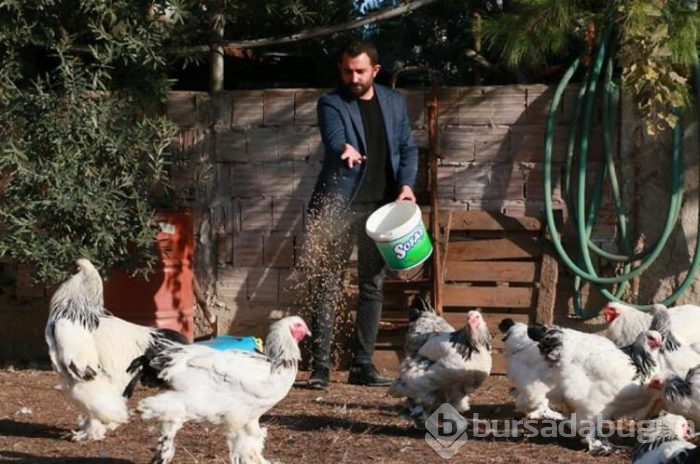 Tavuklar için işini bıraktı... Şimdi para basıyor!