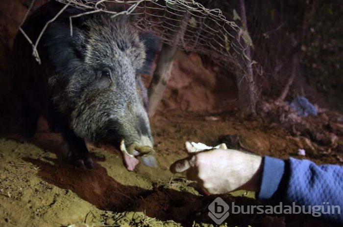 Sarıyerli vatandaşlar yaban domuzu besliyor!