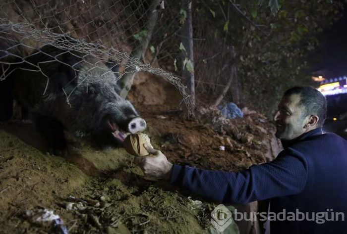 Sarıyerli vatandaşlar yaban domuzu besliyor!