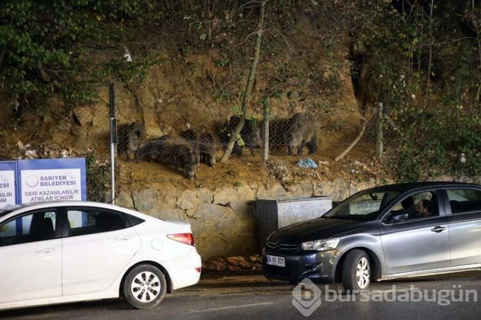 Sarıyerli vatandaşlar yaban domuzu besliyor!