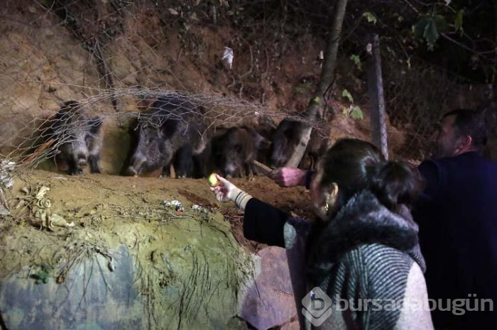 Sarıyerli vatandaşlar yaban domuzu besliyor!
