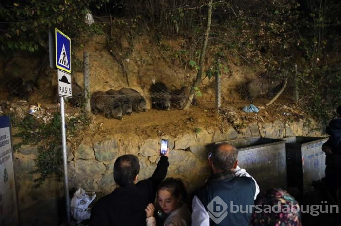 Sarıyerli vatandaşlar yaban domuzu besliyor!