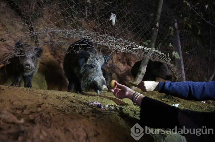 Sarıyerli vatandaşlar yaban domuzu besliyor!