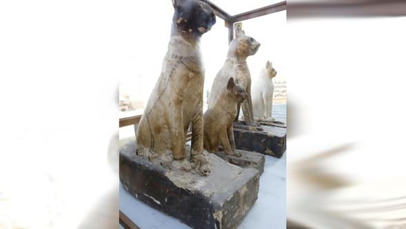 Mısır'da Firavunlar dönemine ait kedi mumyaları bulundu